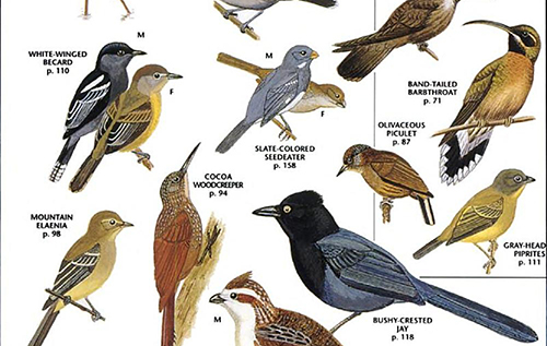 国外鸟类绘画临摹参考图集